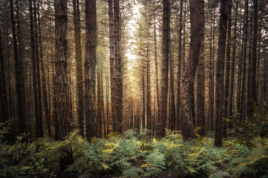 sustainability